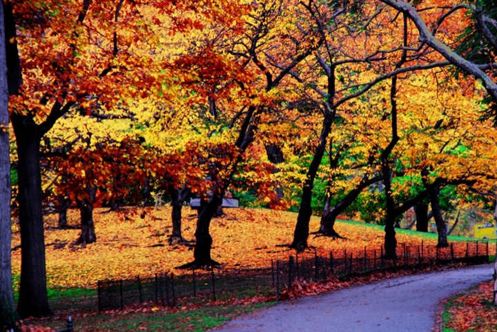 Central Park, Photograph