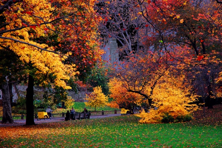 Central Park, Photograph