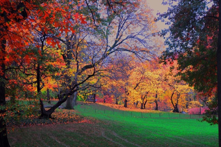 Central Park, Photograph