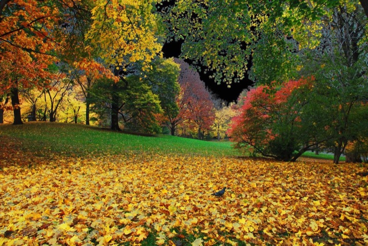 Central Park, Photograph