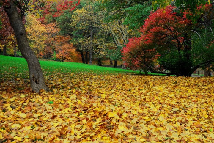 Central Park, Photograph