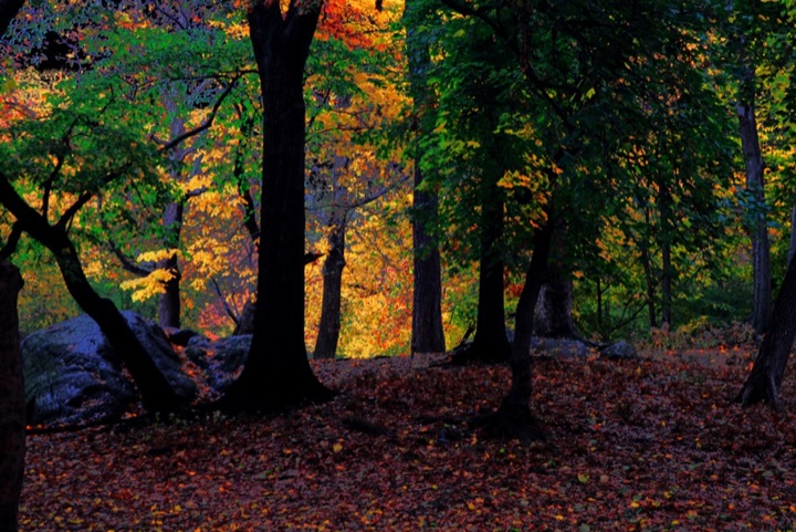 Central Park, Photograph