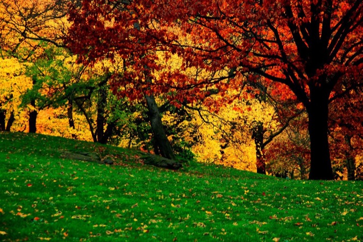 Central Park, Photograph