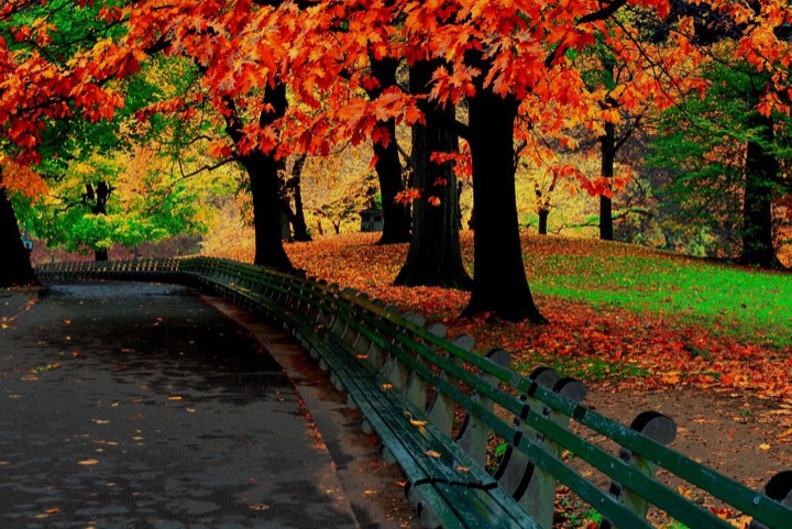 Central Park, Photograph