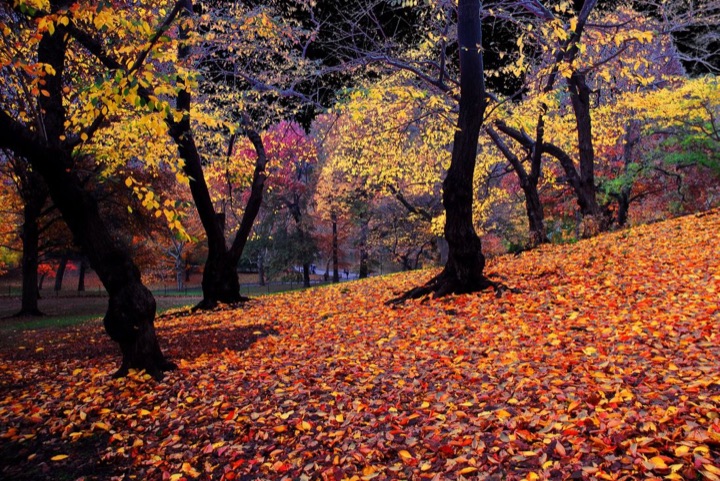 Central Park, Photograph