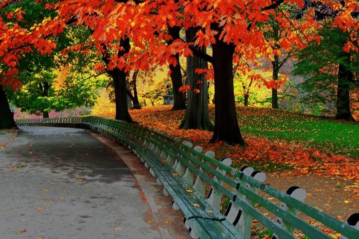 Central Park, Photograph