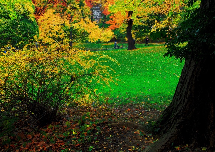 Central Park, Photograph