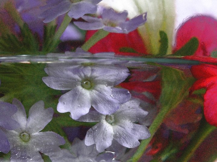 Inner Flowers, Photograph