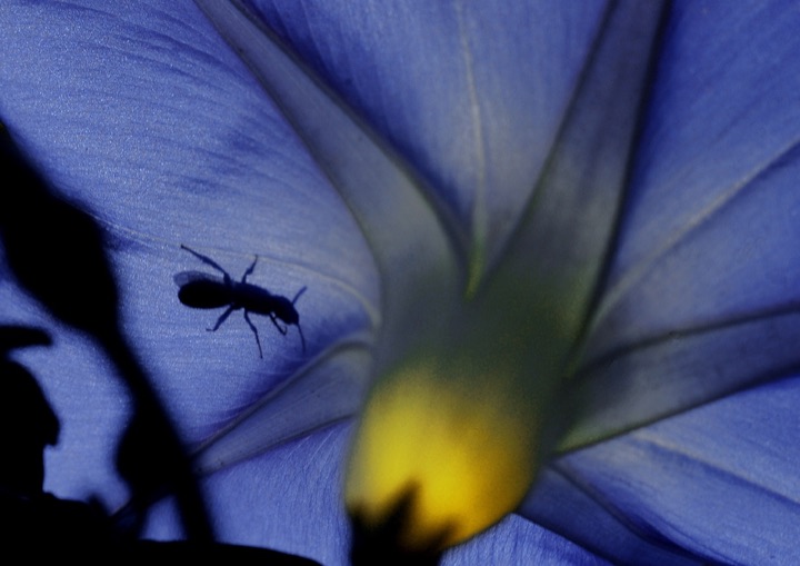 Inner Flowers, Photograph