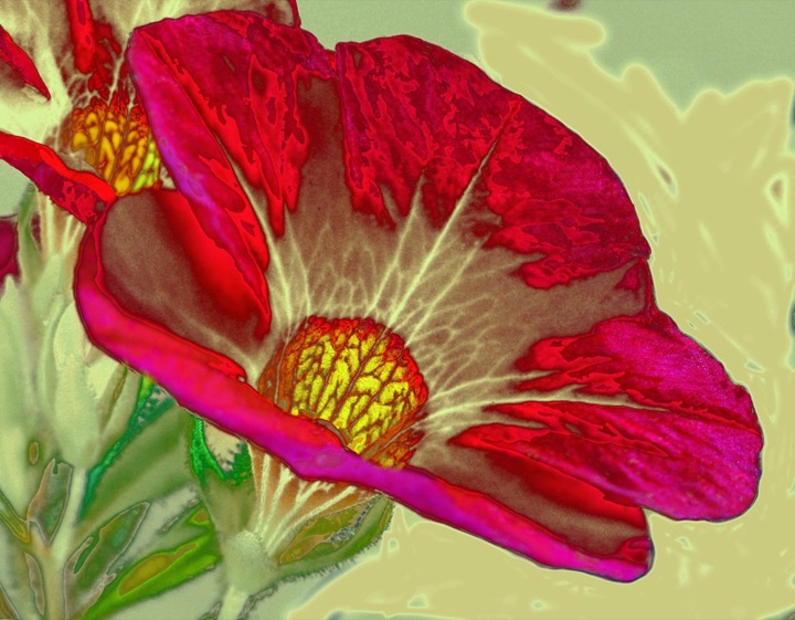 Inner Flowers, Photograph