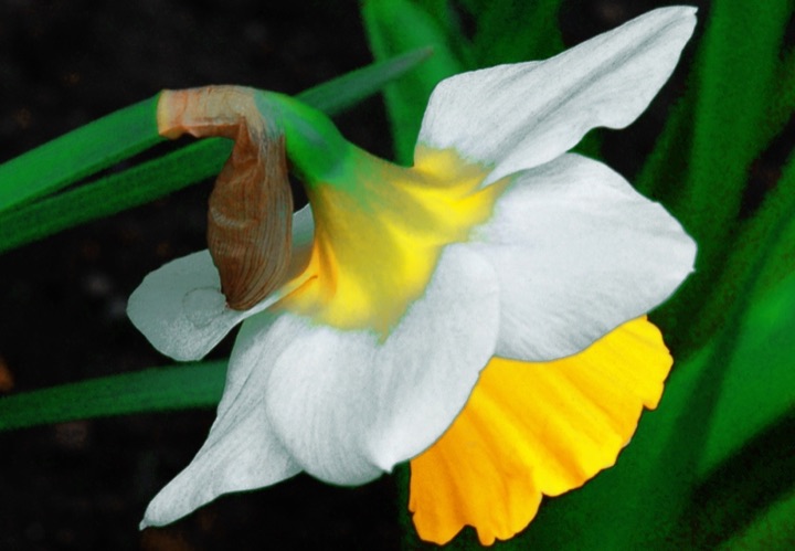 Inner Flowers, Photograph