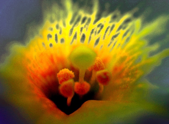 Inner Flowers, Photograph