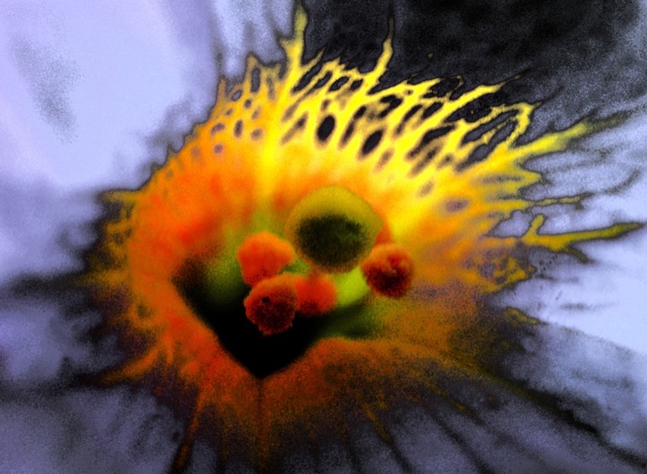 Inner Flowers, Photograph