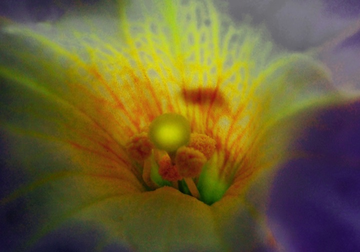 Inner Flowers, Photograph