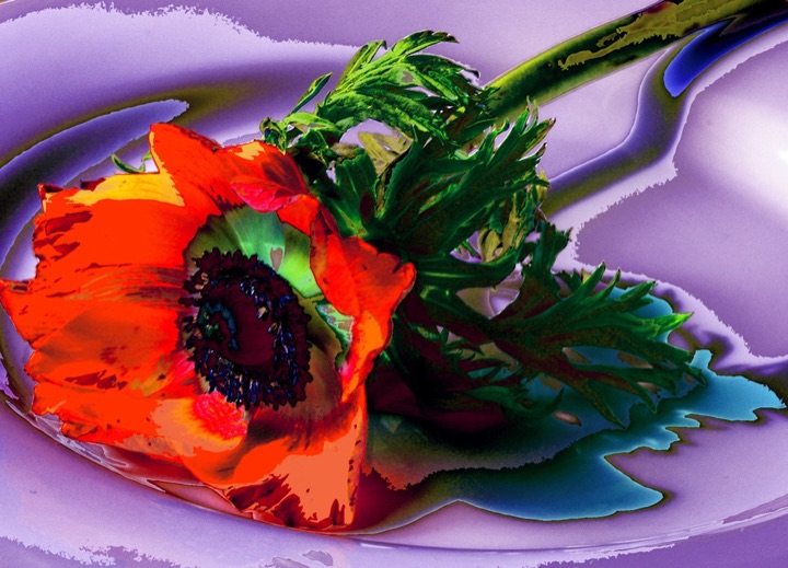 Inner Flowers, Photograph
