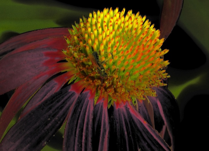 Inner Flowers, Photograph