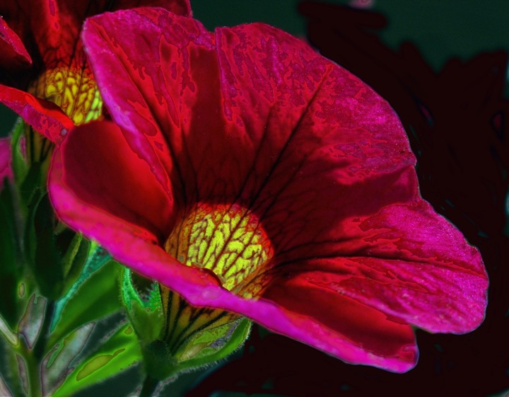 Inner Flowers, Photograph