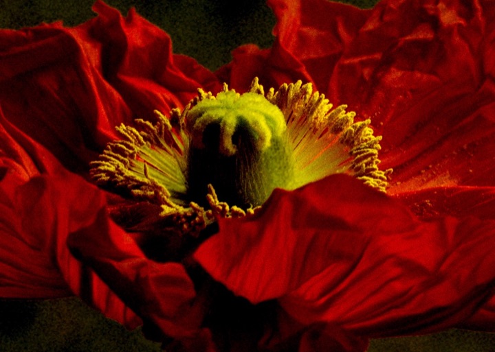 Inner Flowers, Photograph