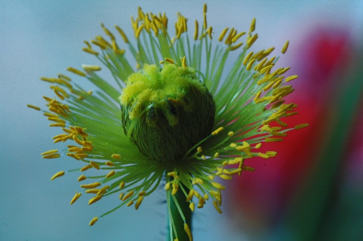 Inner Flowers, Photograph