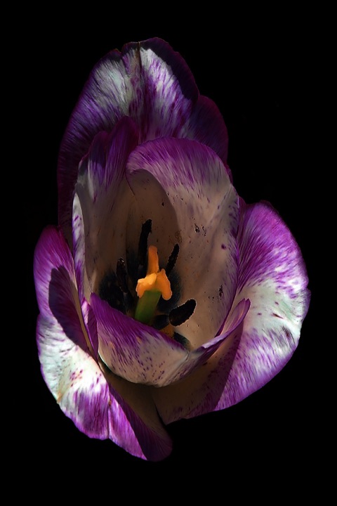 Inner Flowers, Photograph
