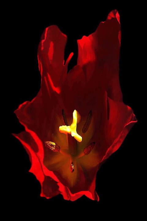 Inner Flowers, Photograph