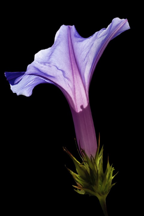 Inner Flowers, Photograph