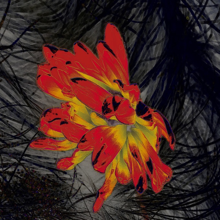 Inner Flowers, Photograph