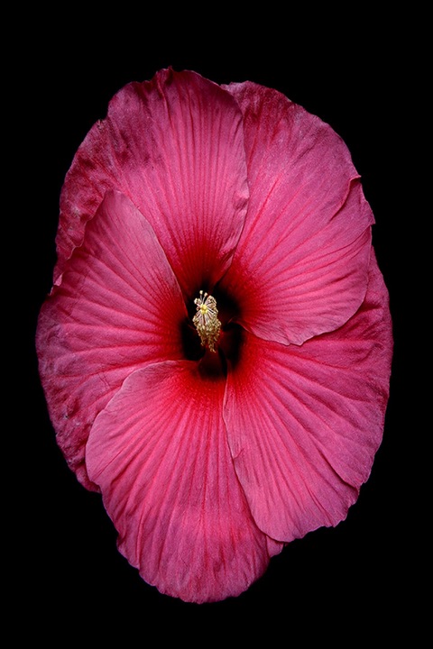 Inner Flowers, Photograph