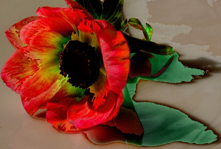 Inner Flowers, Photograph