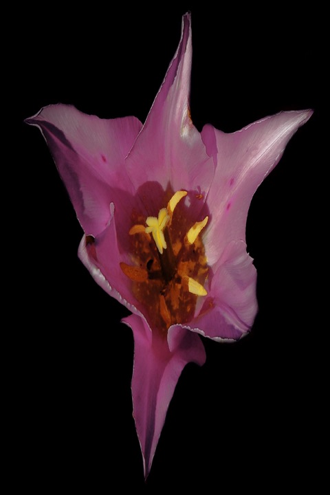 Inner Flowers, Photograph