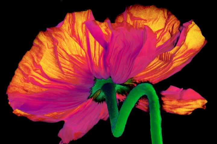 Inner Flowers, Photograph