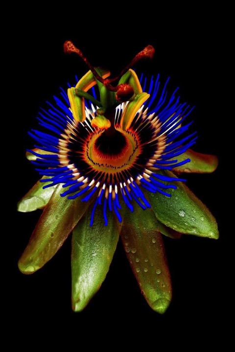 Inner Flowers, Photograph