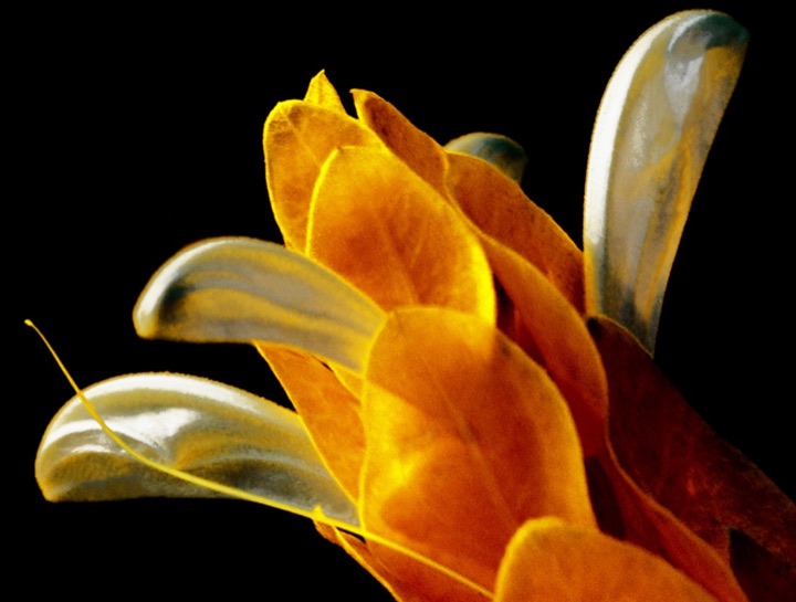 Inner Flowers, Photograph
