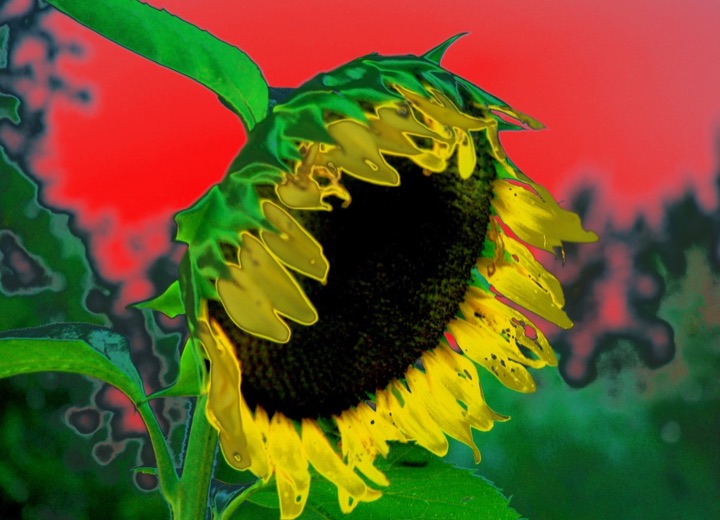 Inner Flowers, Photograph