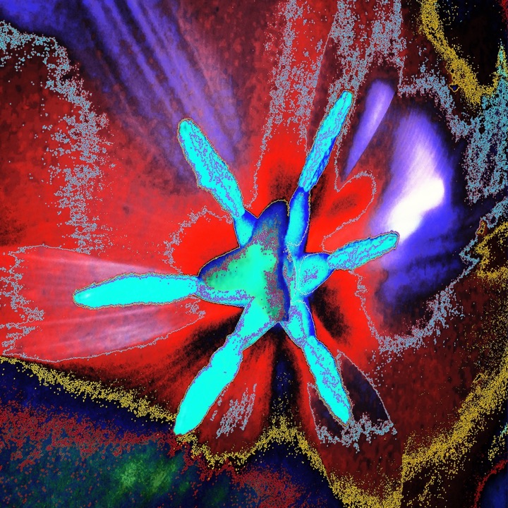 Inner Flowers, Photograph