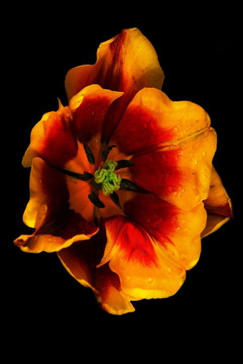 Inner Flowers, Photograph