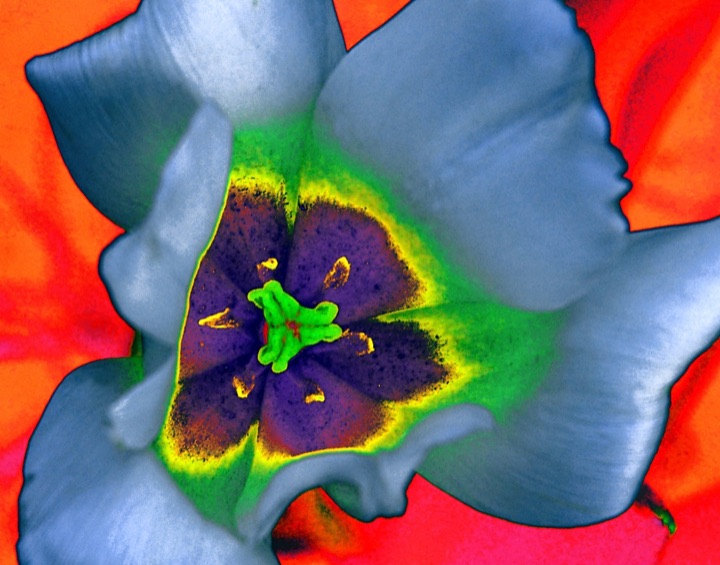 Inner Flowers, Photograph