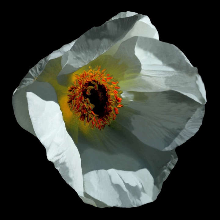 Inner Flowers, Photograph