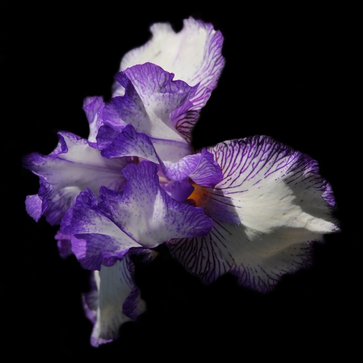 Inner Flowers, Photograph
