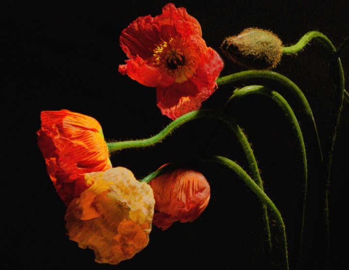Inner Flowers, Photograph