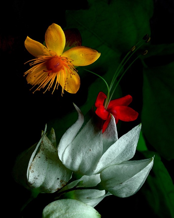 Inner Flowers, Photograph