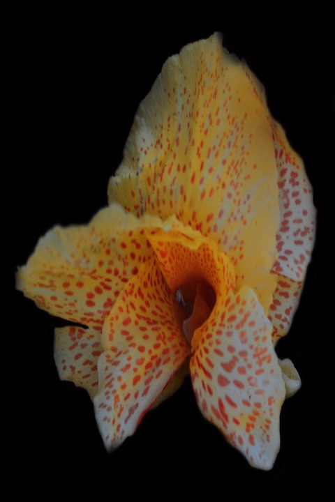 Inner Flowers, Photograph