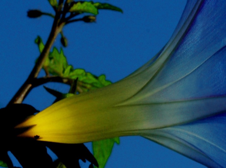 Inner Flowers, Photograph