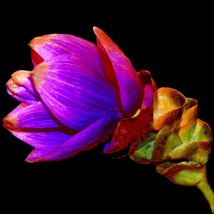 Inner Flowers, Photograph