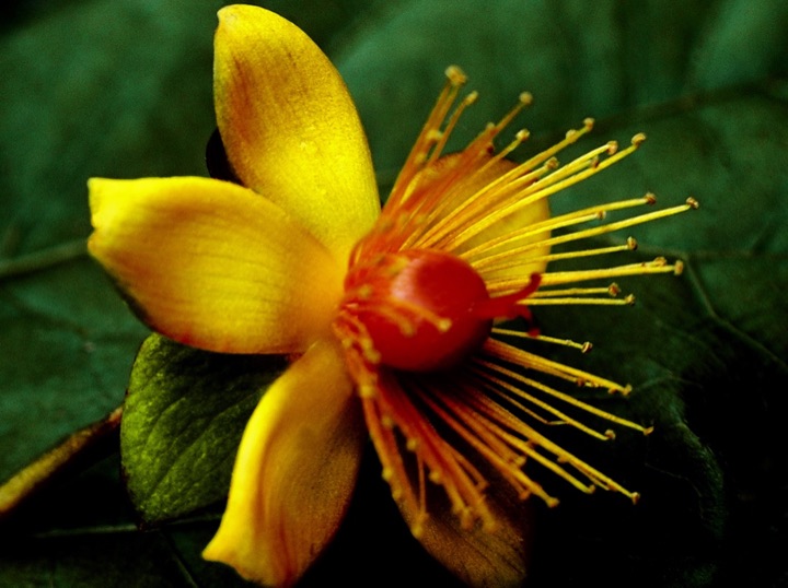 Inner Flowers, Photograph