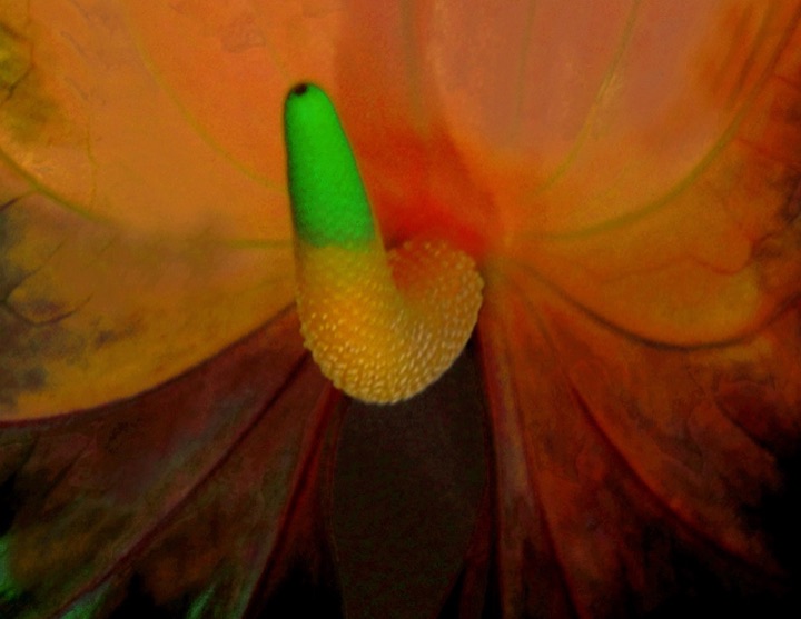 Inner Flowers, Photograph
