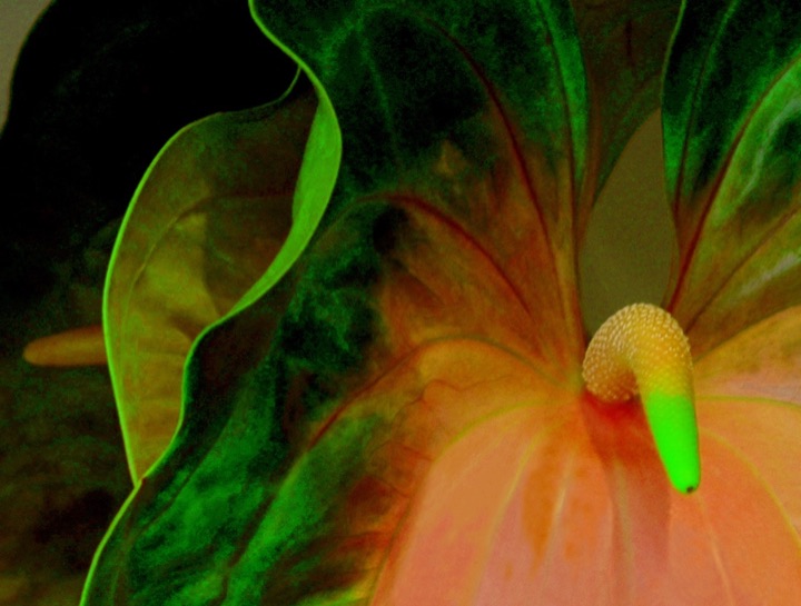 Inner Flowers, Photograph