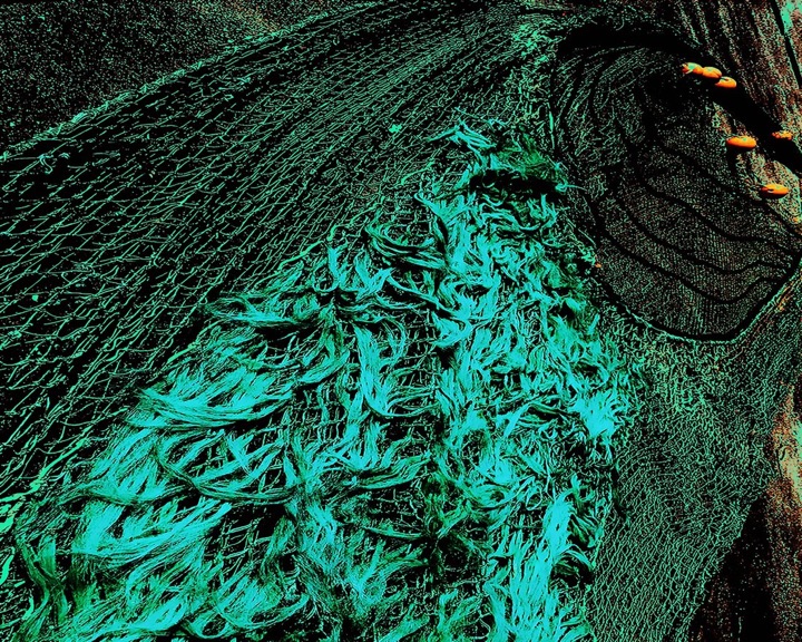 Nets, Photograph