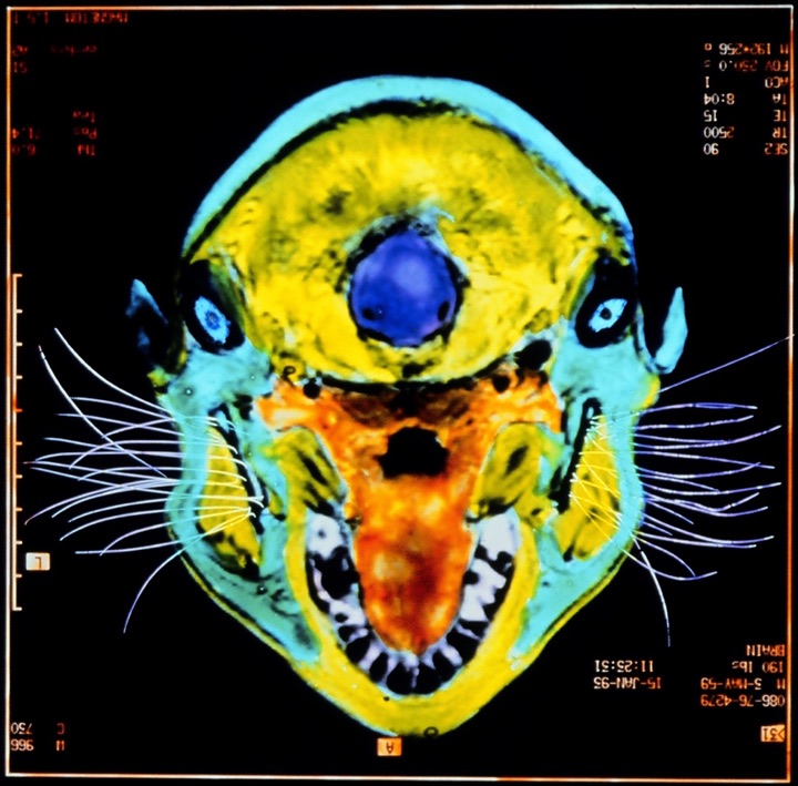 X-Rays, Mixed media